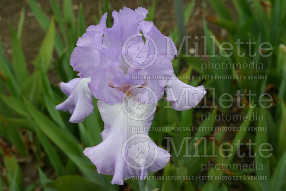 Iris Mary Frances (Iris germanica Tall bearded) 2