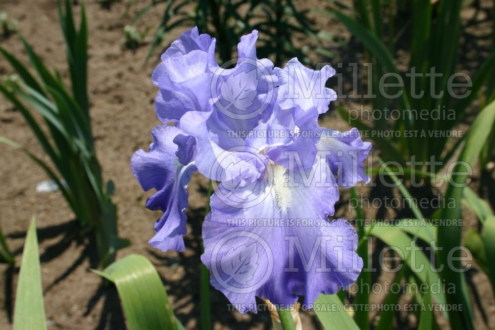 Iris Mary Frances (Iris germanica Tall bearded) 1