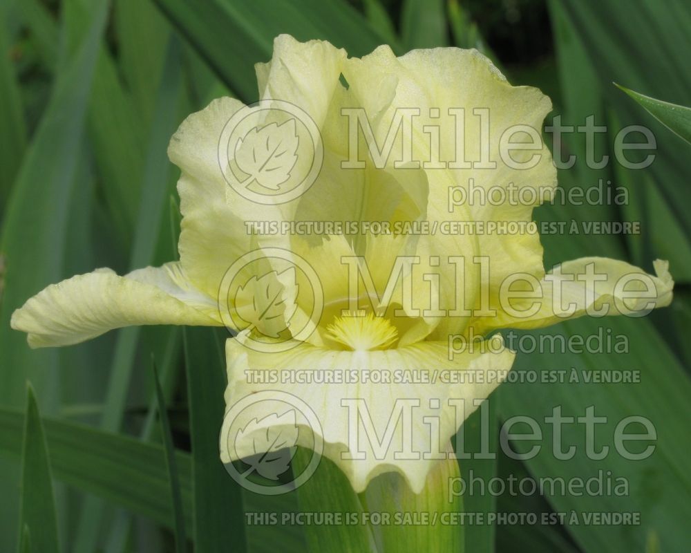 Iris Maui Moonlight (Iris germanica, Tall Bearded)  3