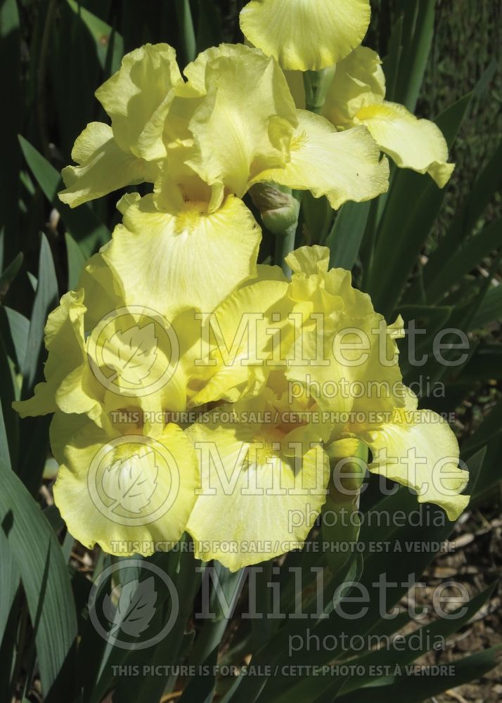 Iris Maui Moonlight (Iris germanica, Tall Bearded)  2