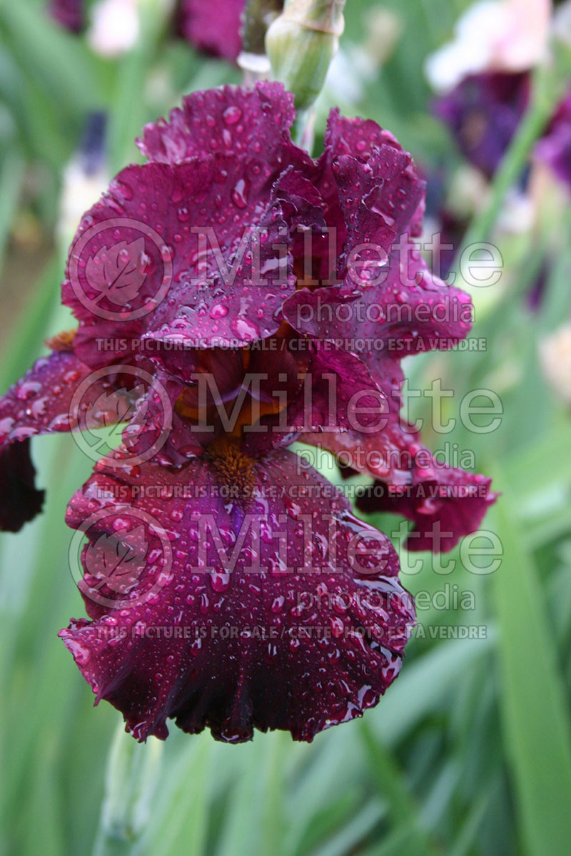 Iris Merlot (Iris germanica, Intermediate Bearded) 1 