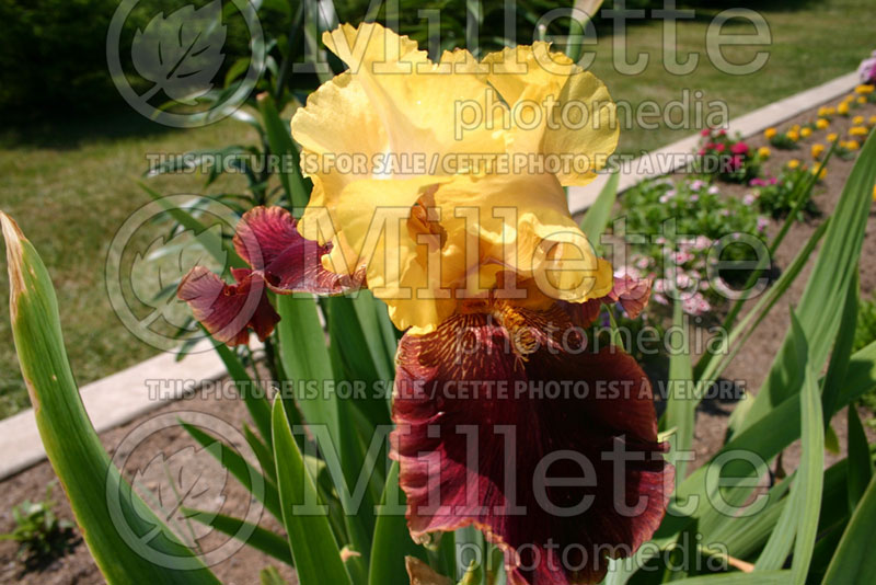 Iris Michigan Pride (Iris germanica, Tall Bearded) 1