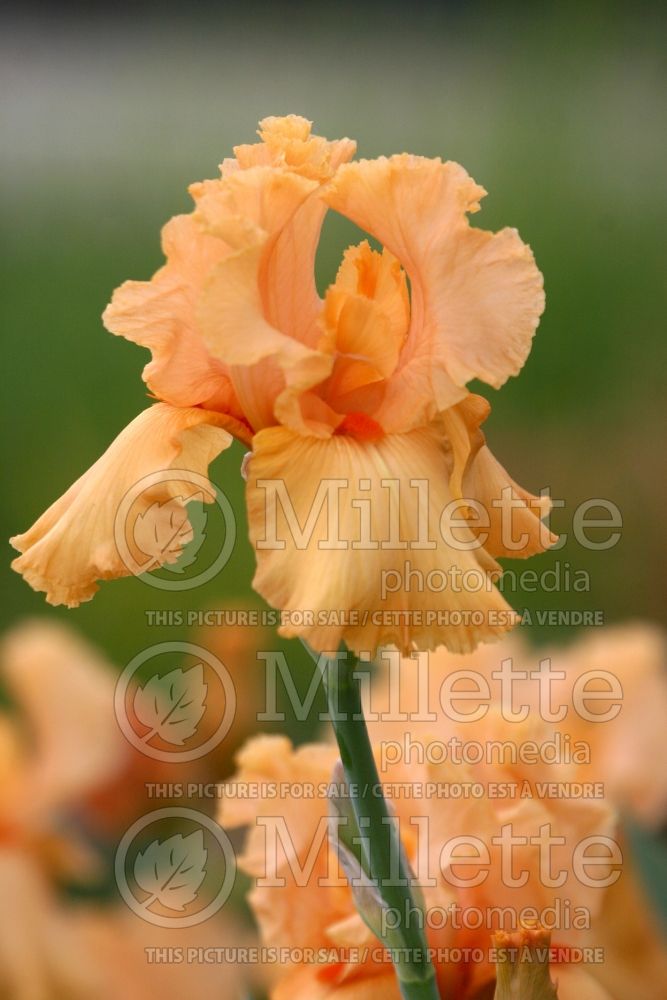 Iris Millenium Sunrise (Iris germanica bearded) 1