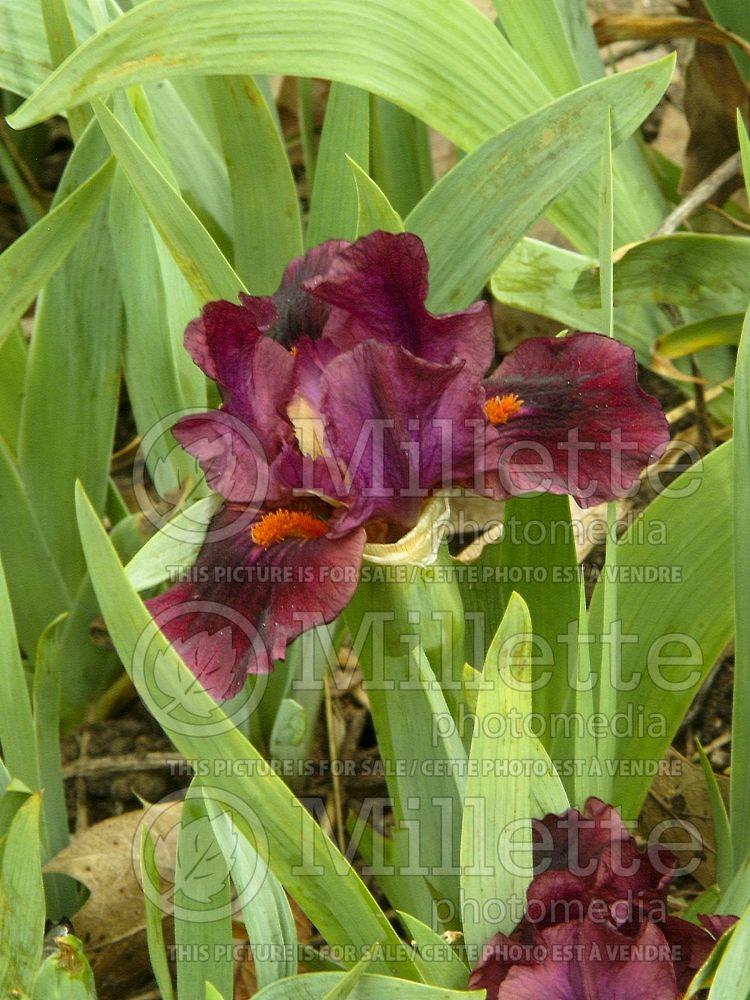Iris Minidragon (Iris germanica standard dwarf bearded) 1 