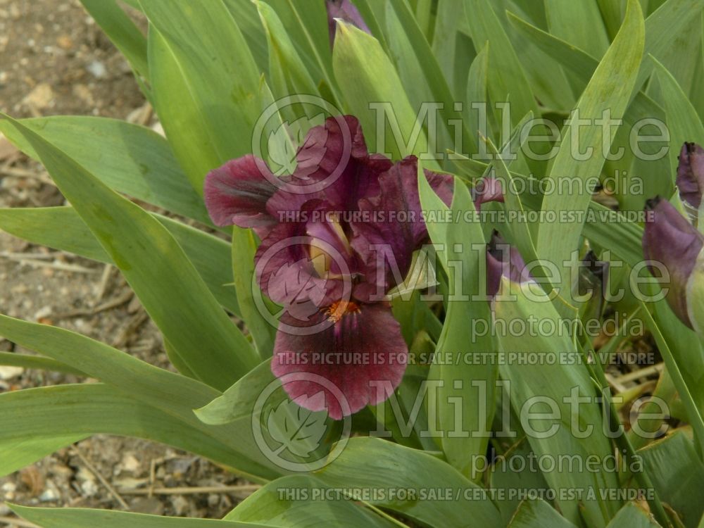 Iris Minidragon (Iris germanica standard dwarf bearded) 2 