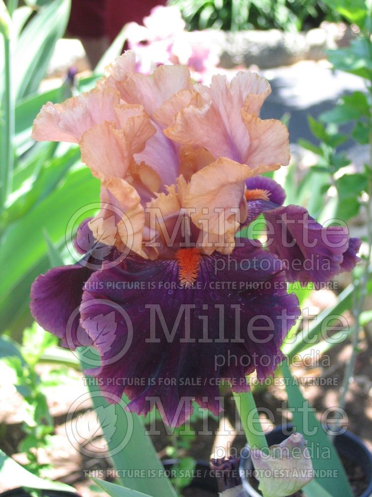 Iris Naples (Iris germanica bearded) 1