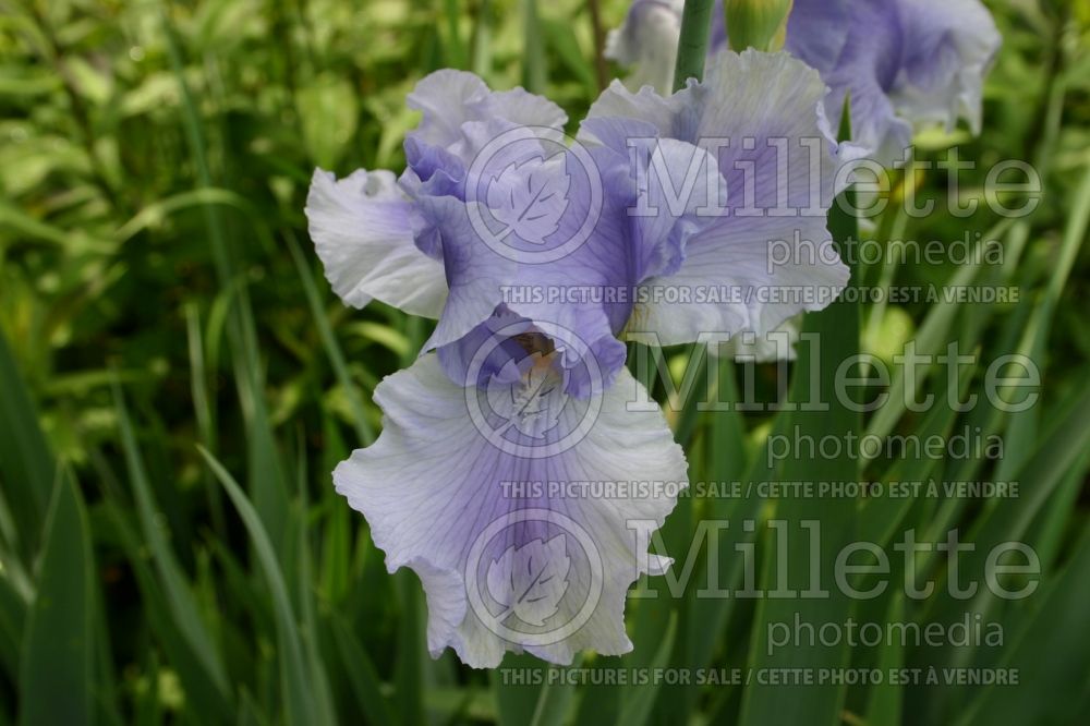 Iris Olympiad (Tall bearded Iris) 2