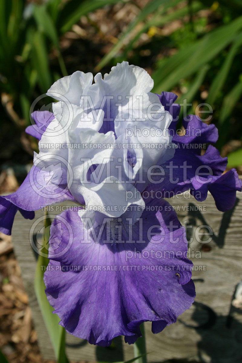 Iris Overnight Sensation (Iris germanica bearded) 1