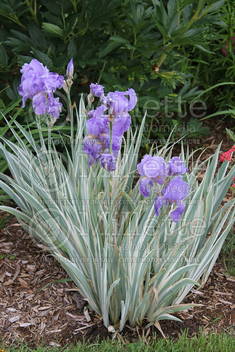 Iris Argentea Variegata (Zebra Iris) 2