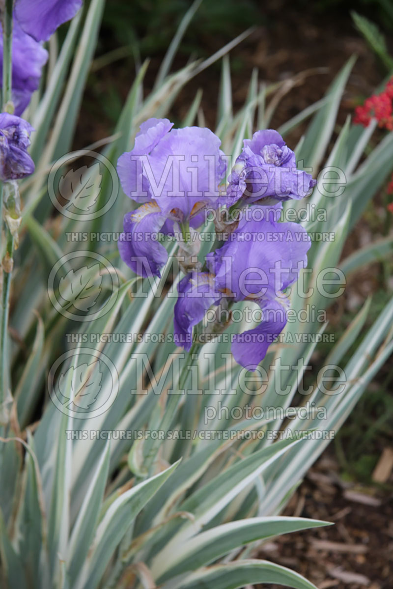 Iris Argentea Variegata (Zebra Iris) 3