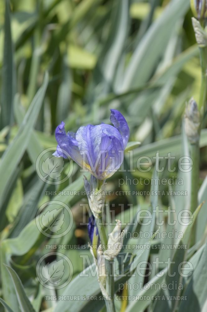 Iris Argentea Variegata (Zebra Iris) 5
