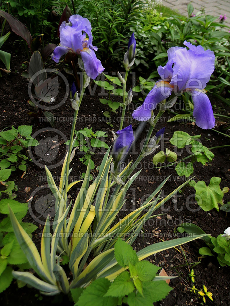 Iris Aureo-Variegata (Zebra Iris) 3