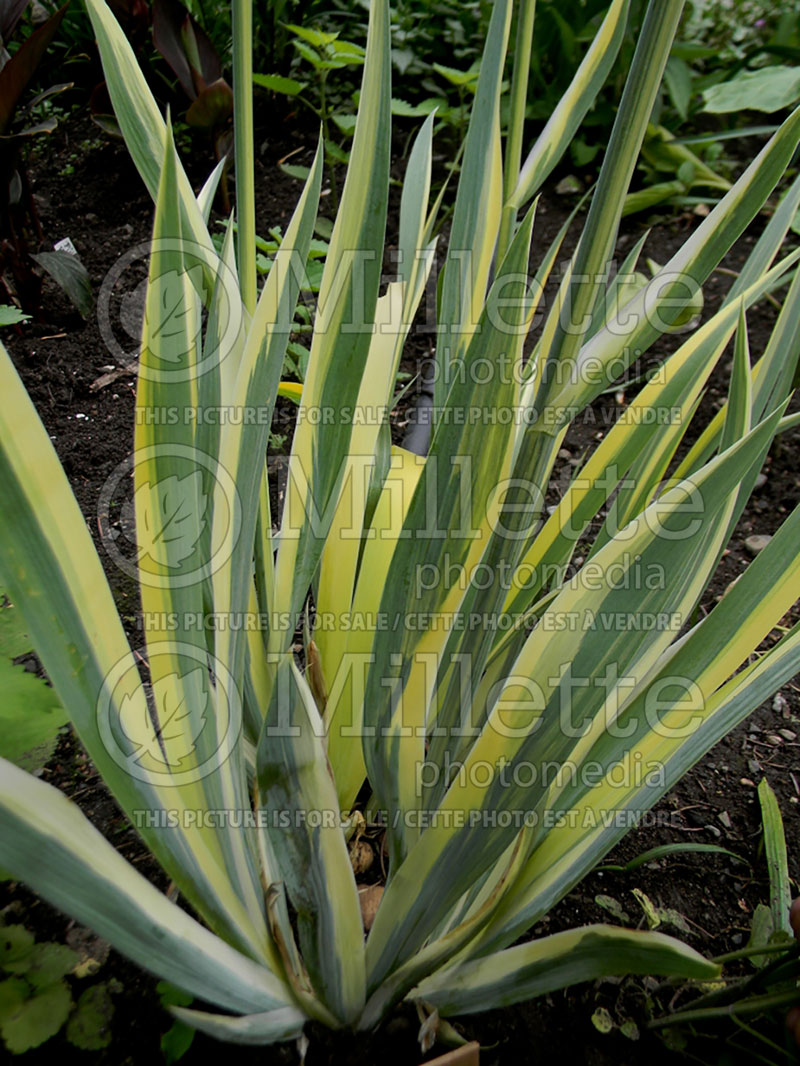 Iris Aureo-Variegata (Zebra Iris) 4