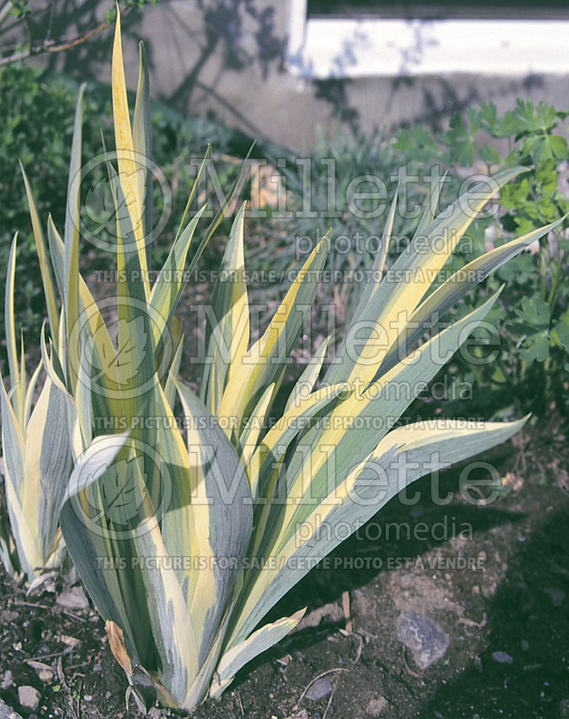 Iris Aureo-Variegata (Zebra Iris) 1