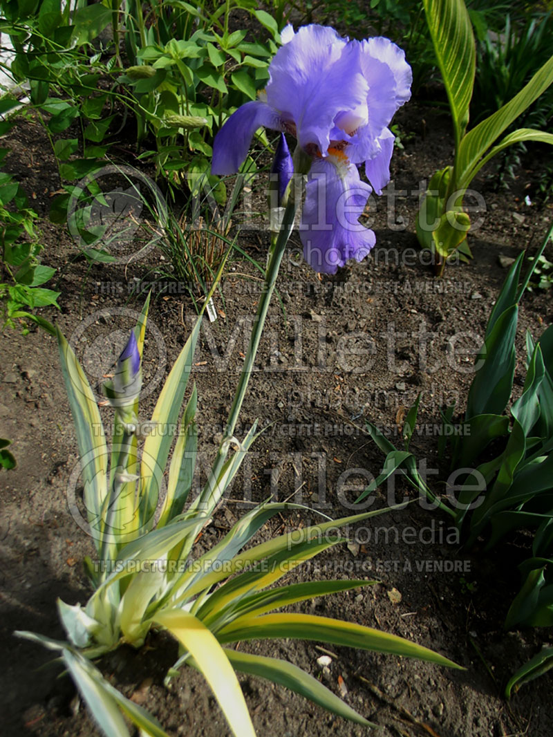 Iris Aureo-Variegata (Zebra Iris) 2