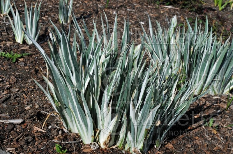 Iris Variegata (Iris) 3 