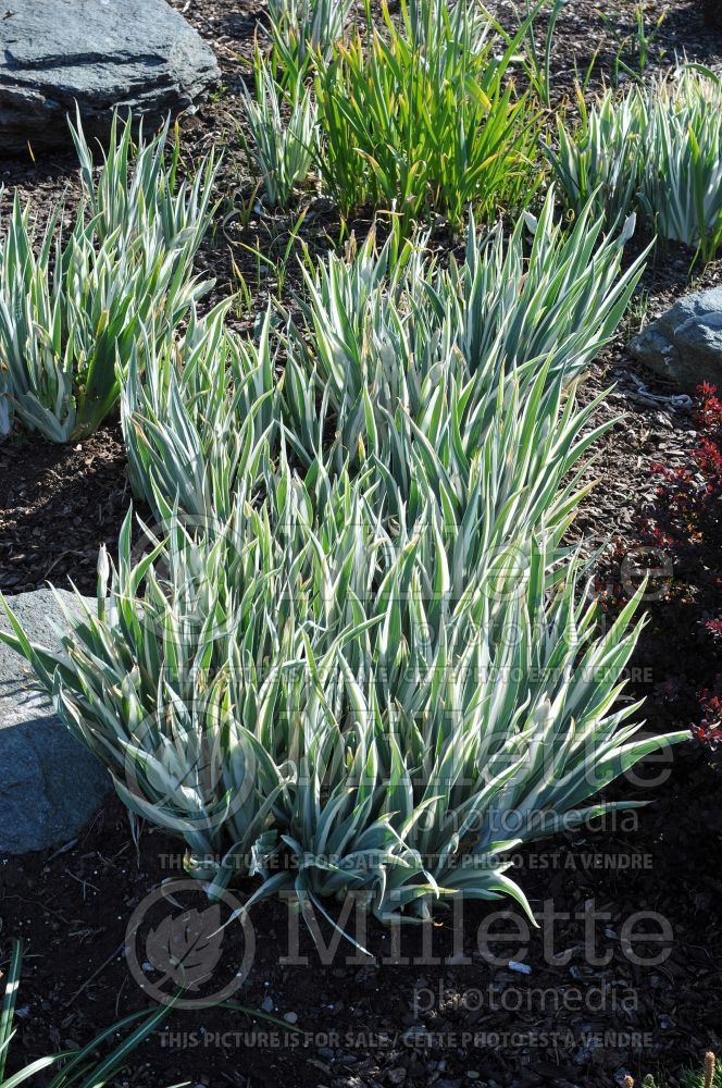 Iris Variegata (Iris) 4 