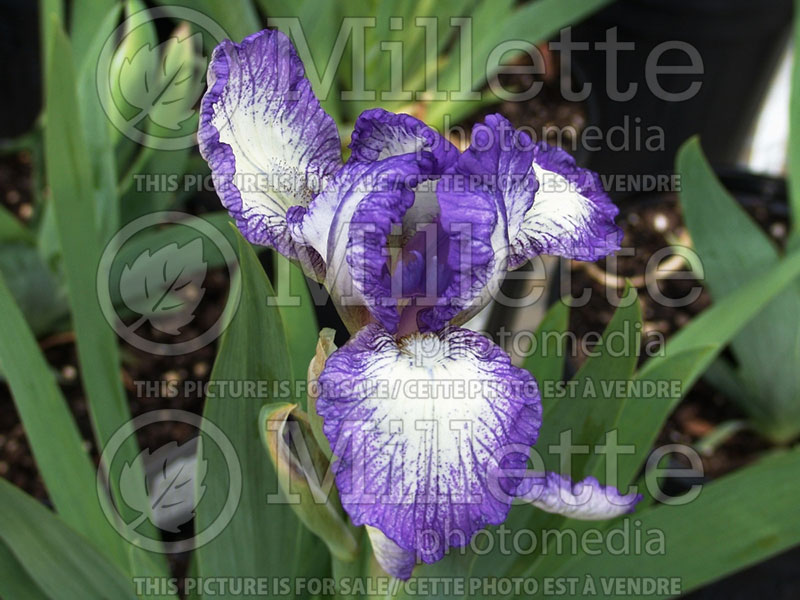 Iris Petite Polka (Iris pumila)  2