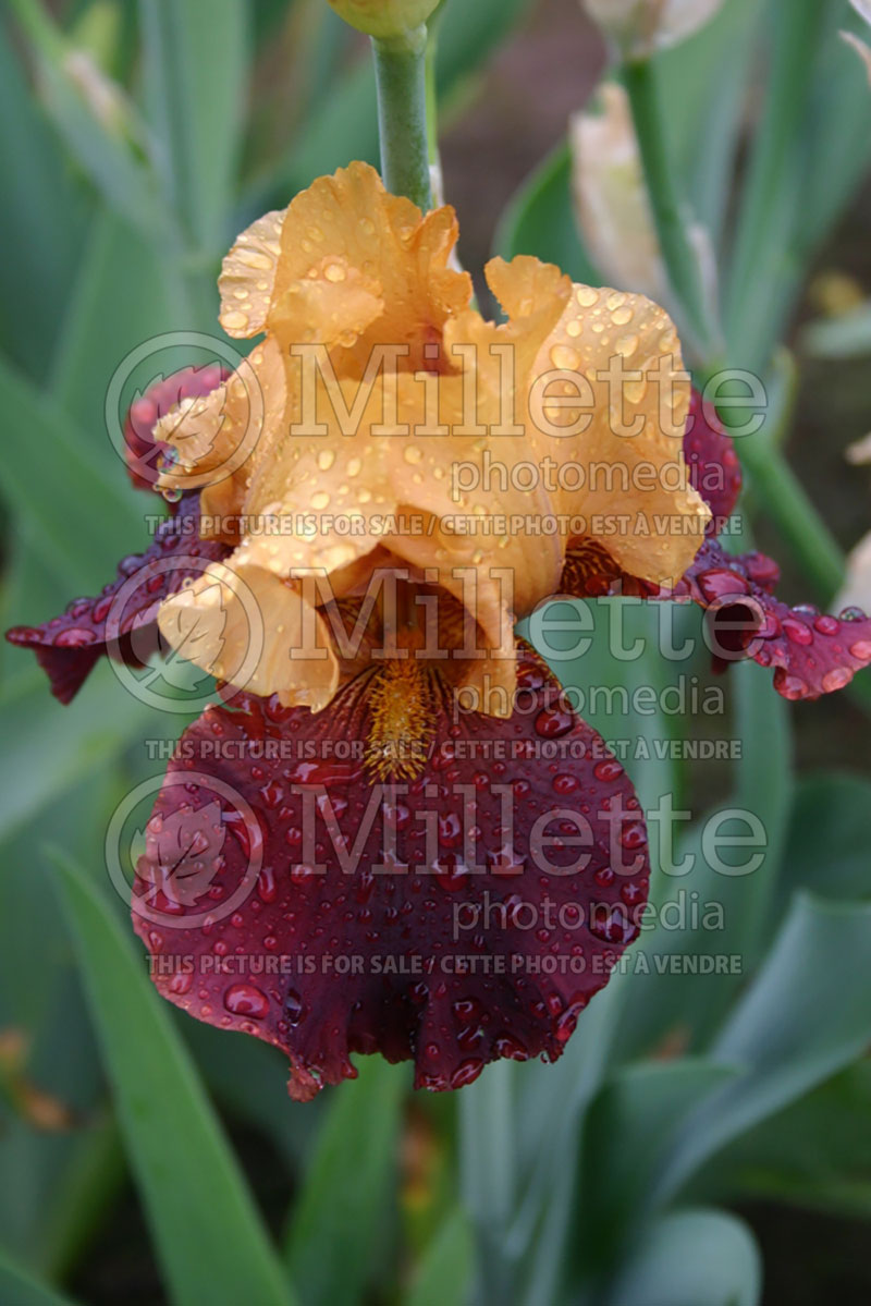 Iris Pinball Wizard (Iris germanica, Tall Bearded) 1 