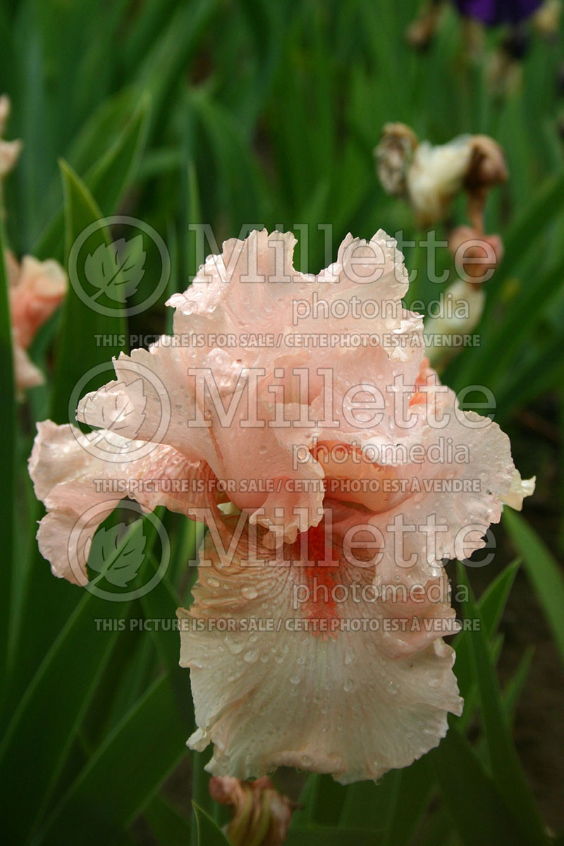 Iris Pink Champagne (Iris germanica bearded) 1