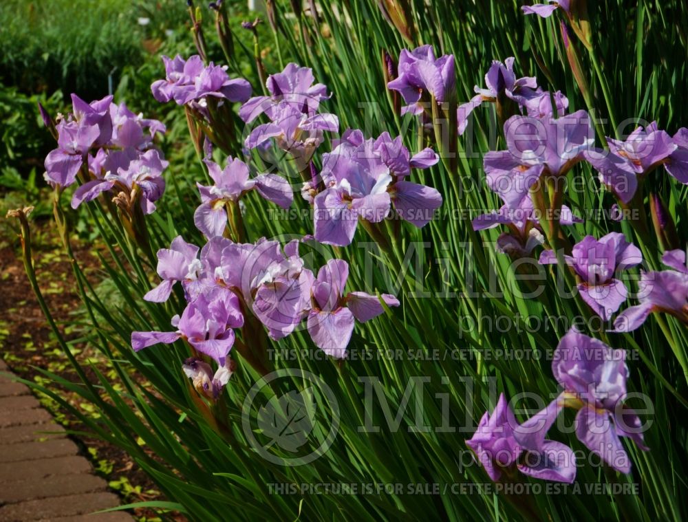 Iris Pink Haze (Iris sibirica) 4