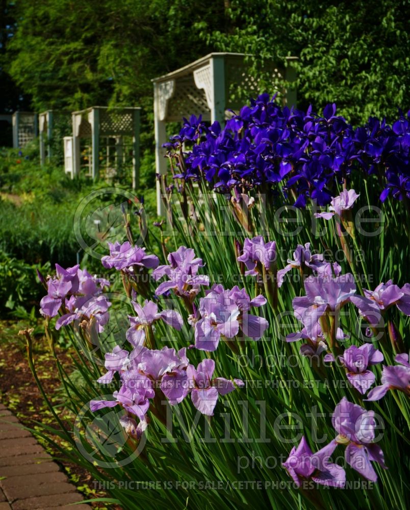 Iris Pink Haze (Iris sibirica) 5