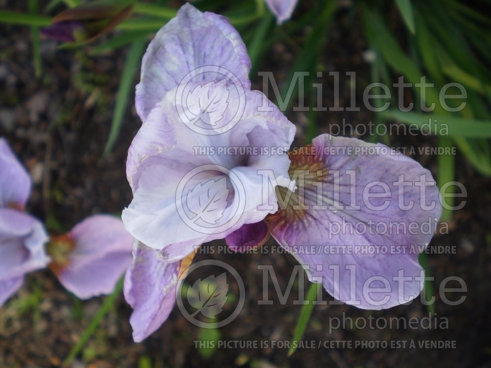Iris Pink Haze (Iris sibirica) 2