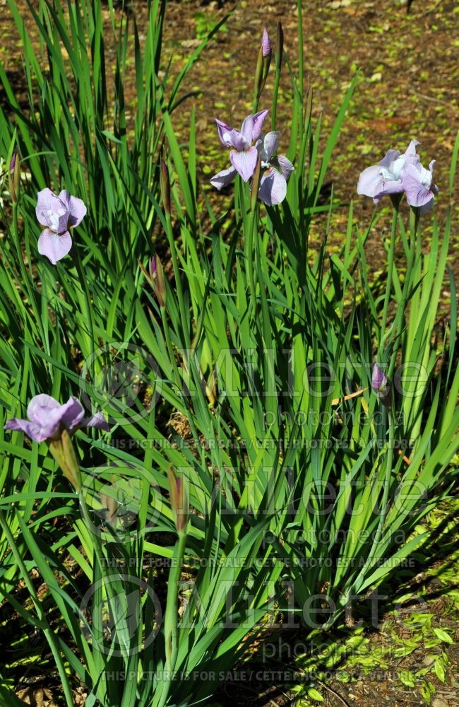 Iris Pink Haze (Iris sibirica) 6