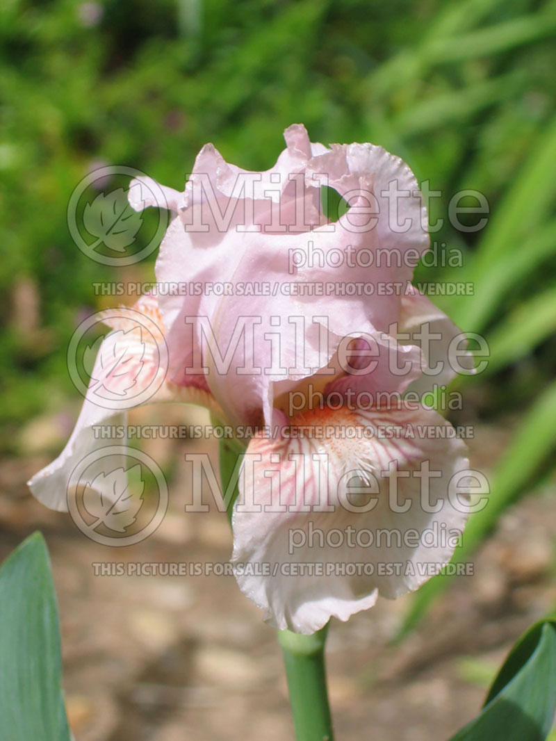 Iris Pink Kitten (Iris germanica, Intermediate Bearded Iris)  4