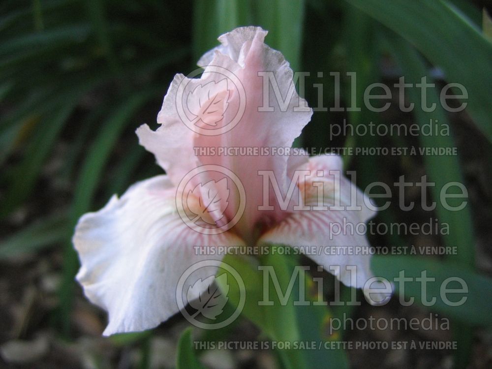 Iris Pink Kitten (Iris germanica, Intermediate Bearded Iris)  1