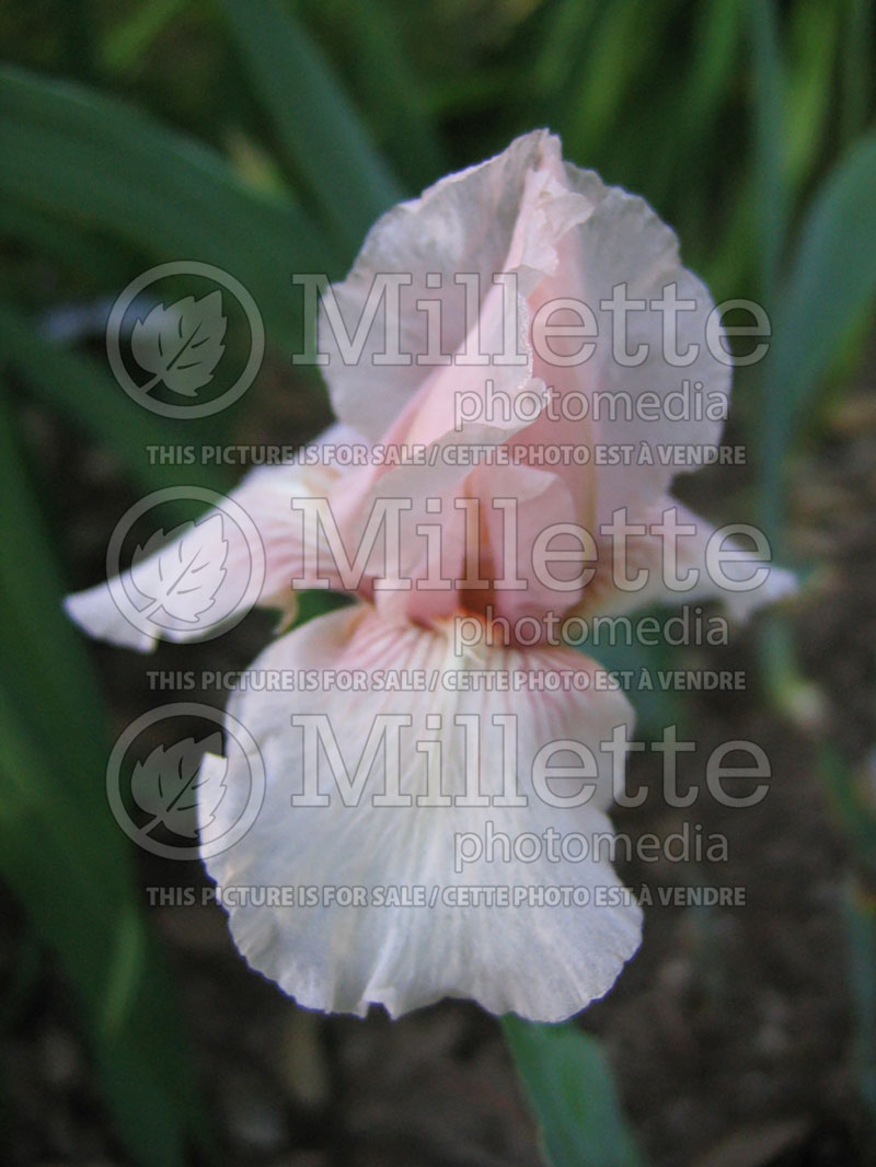 Iris Pink Kitten (Iris germanica, Intermediate Bearded Iris)  2