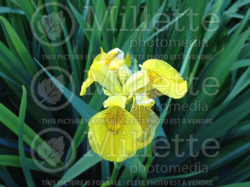 Iris pseudacorus (yellow iris , daggers  Iris) 1  