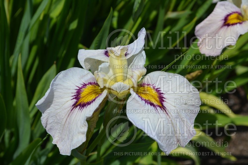 Iris Okagami (Iris) 1  