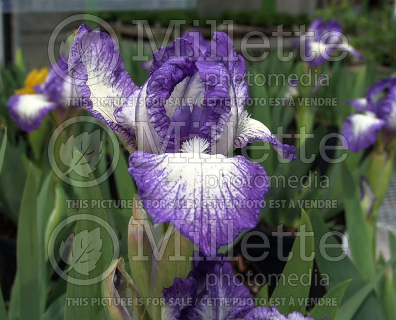 Iris Petite Polka (Iris germanica, Standard Dwarf Bearded Iris)  1