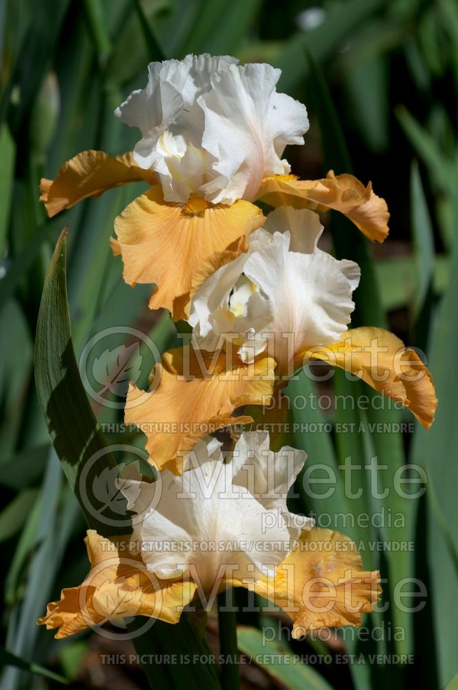 Iris Pumpkin Cheesecake (Tall Bearded Iris) 1