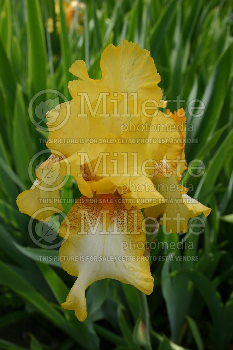 Iris Radiant Apogee (Iris germanica, Tall Bearded) 1