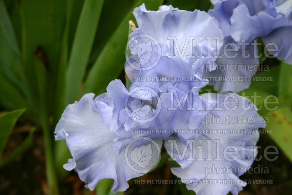 Iris Rapture In Blue (Iris germanica, Tall Bearded) 1 