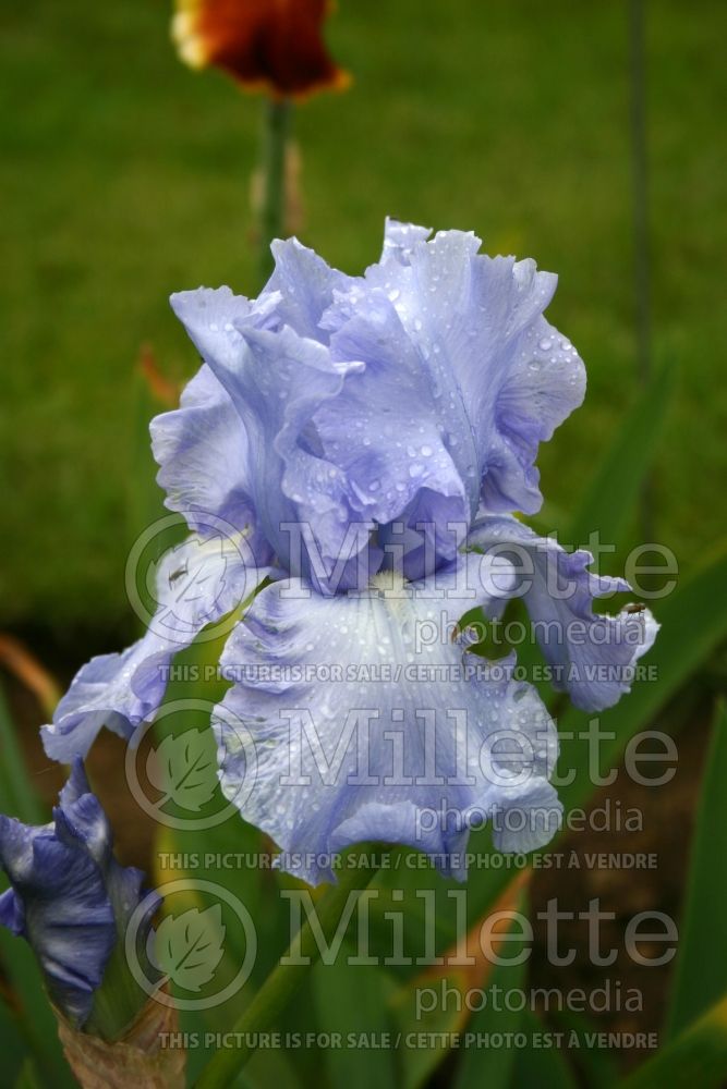 Iris Rapture In Blue (Iris germanica, Tall Bearded) 2 