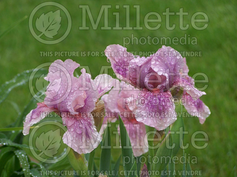 Iris Raspberry Blush (Iris germanica, Intermediate Bearded) 3 