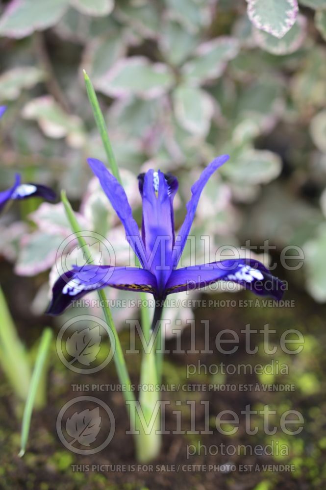 Iris Blue Note (Iris) 2