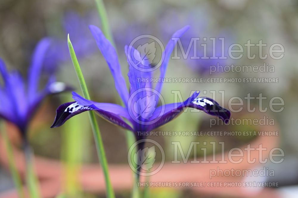 Iris Blue Note (Iris) 1
