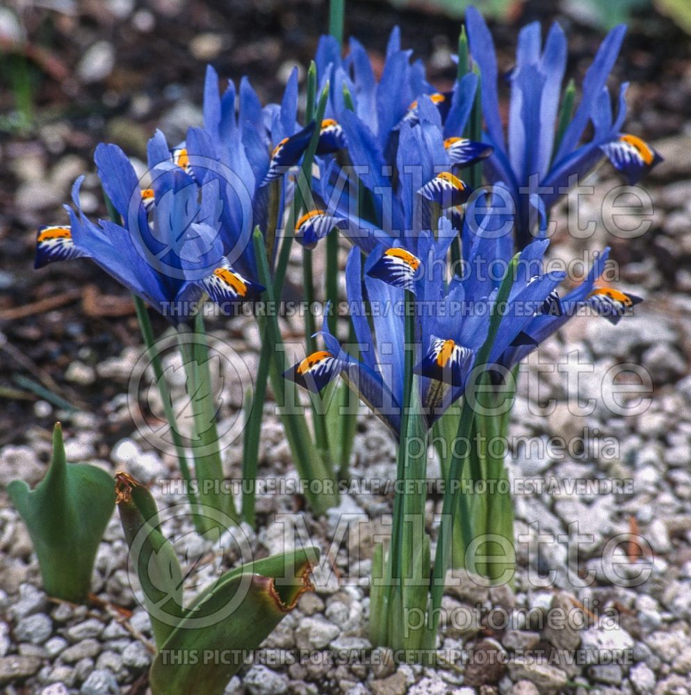 Iris Cantab (Iris reticulata) 1 