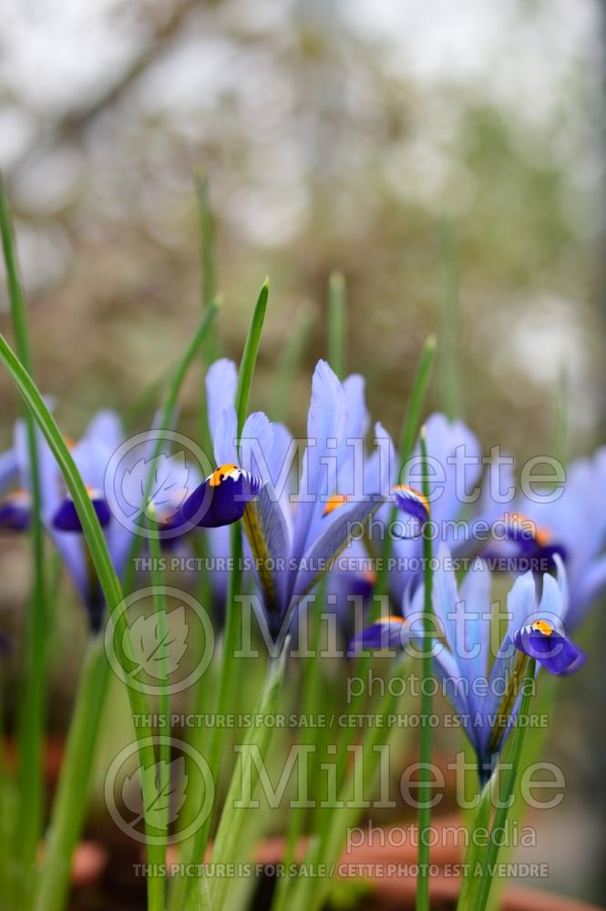 Iris Gordon (Iris reticulata) 1 