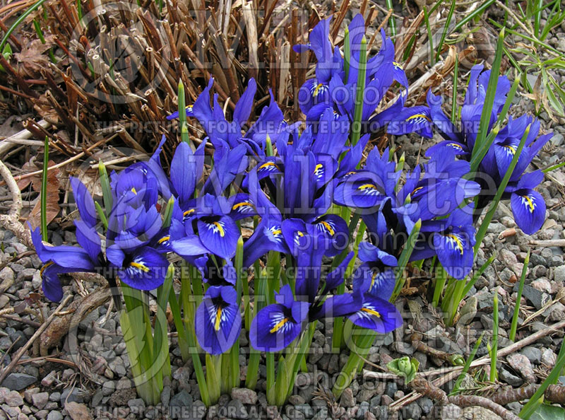 Iris Harmony (Reticulated Iris) 4  