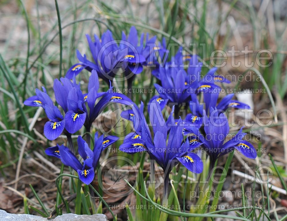 Iris Harmony (Reticulated Iris) 7 