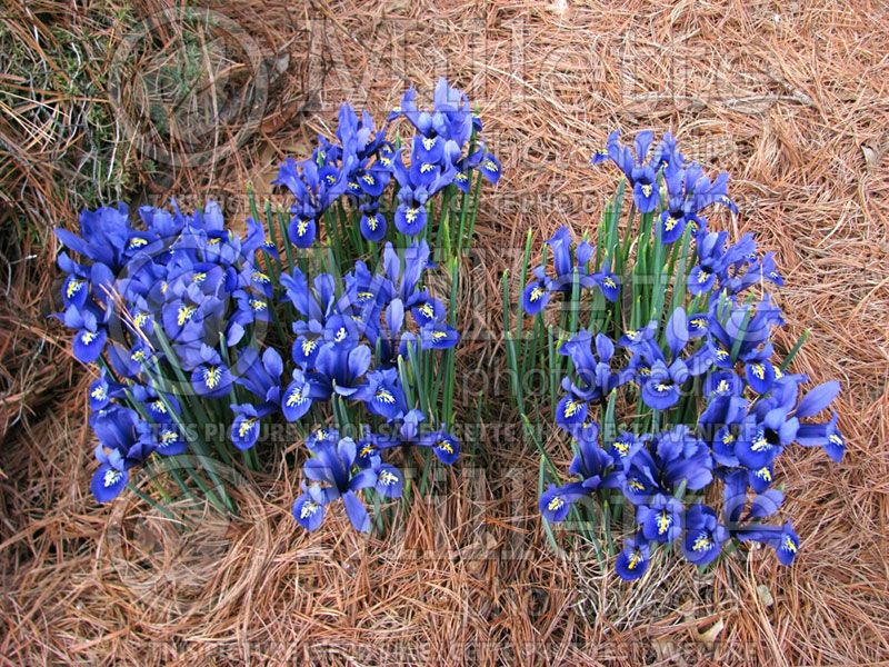 Iris Harmony (Reticulated Iris) 3  