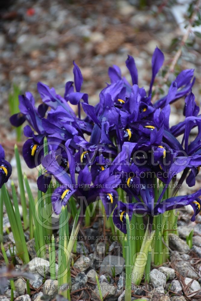 Iris Violet Beauty (Iris reticulata) 1 