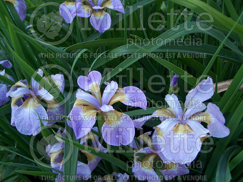 Iris Rikugi Sakura (Iris Siberian) 1 