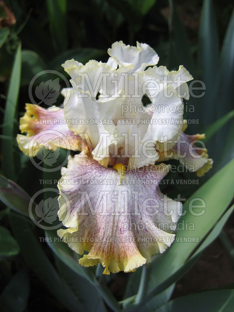 Iris Ring Around Rosie (Iris germanica, Tall Bearded)   1 