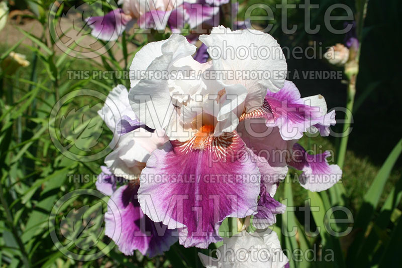 Iris Ringo (Iris germanica, Tall Bearded) 1